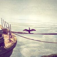 Picsum ID: 50 Picsum ID: 50